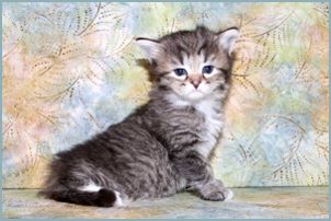 Male Siberian Kitten from Deedlebug Siberians